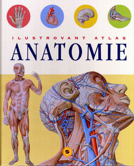 Kniha Ilustrovan Atlas Anatomie Kolektiv Knizniklub Cz