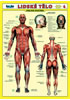 Detail titulu Lidské tělo - Přehled orgánových soustav - Svalová soustava