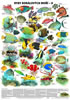 Detail titulu Plakát - Ryby korálových moří 2. díl