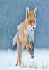 Detail titulu Pohlednice 3D - Running Fox